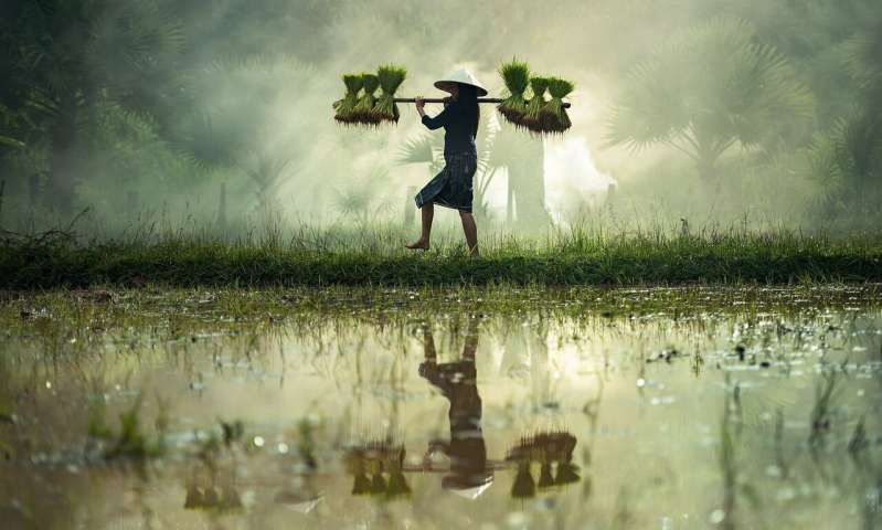A farmer carrying rice seedlings across a flooded paddy field